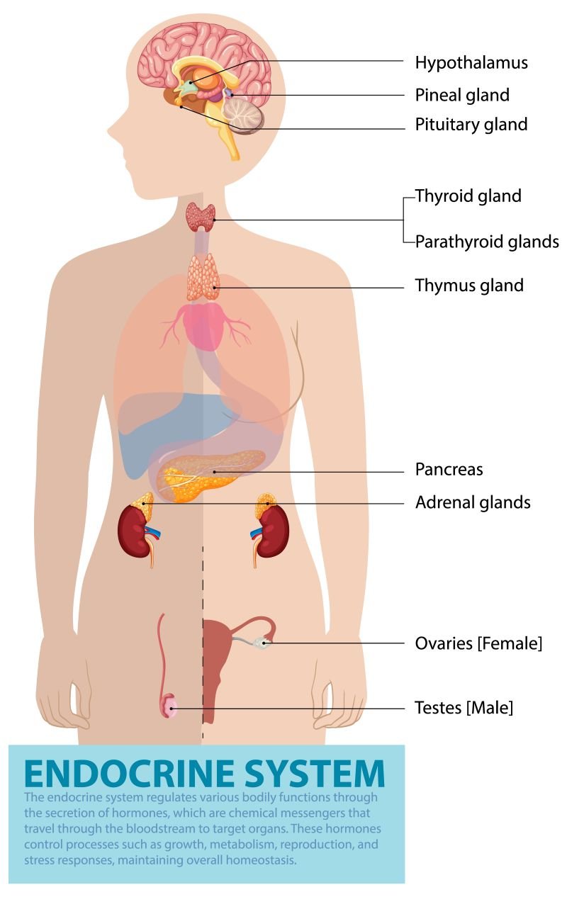 The Wellbeing Edit Hormones and Lifestyle